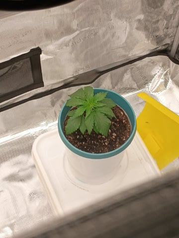 TentPlantLightFan — vegetative, day 21