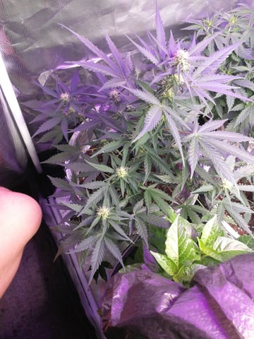 AWC  — flower, day 50