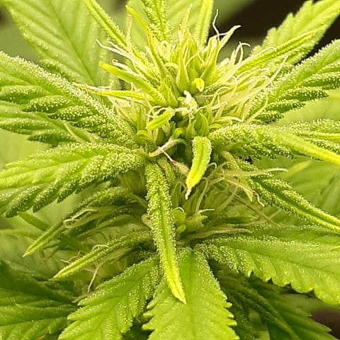 Mystery Seeds — flower, day 15