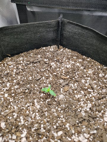 new 1 — seedling_rooting, day 1