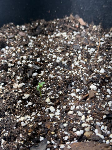 Firstgrow-autoflowers — germination, day 4