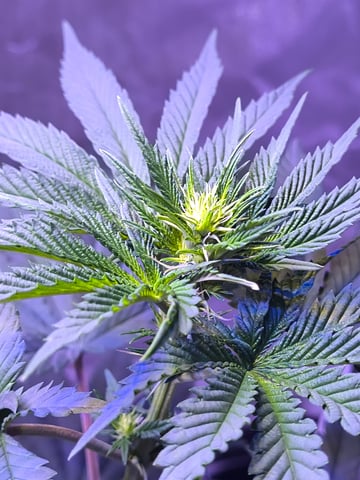 unknown strain 1st grow — flower, day 53