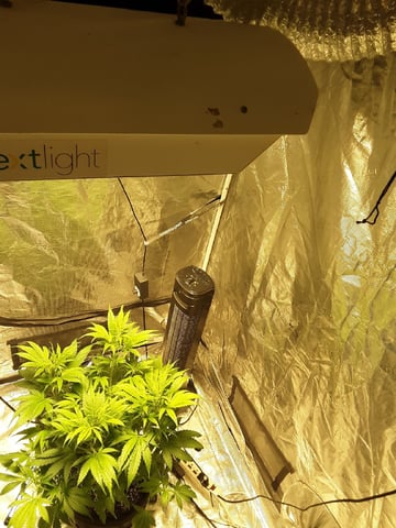 Gorilla Cookies Auto — vegetative, day 48