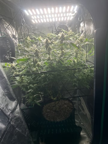 2nd Run — flower, day 132