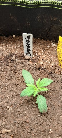 First Grow with the new setup  — vegetative, day 15