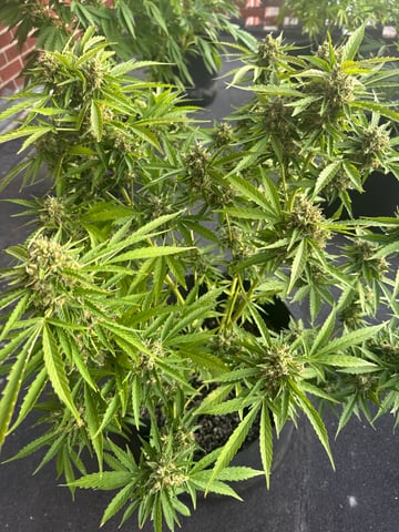 balcony  — flower, day 1