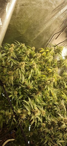 Indigo Saphirex2 And Slush Mint Cake X2 — flower, day 99