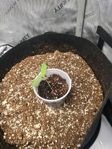 Coco Grow — seedling_rooting, day 12