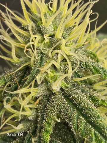 First Time — flower, day 63