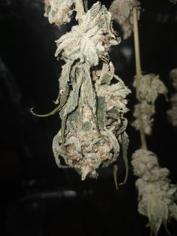 Photo Time📸🕞 — harvest, day 128