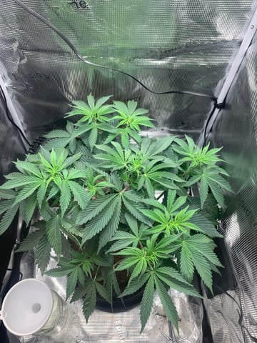 Blackberry Moonrocks (First Grow) — vegetative, day 12