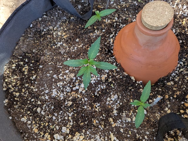 October Start — vegetative, day 23