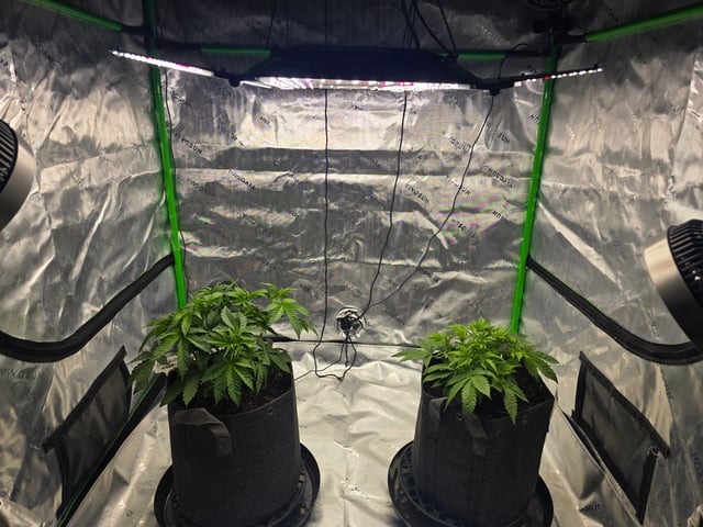 2nd grow round 2 — vegetative, day 30