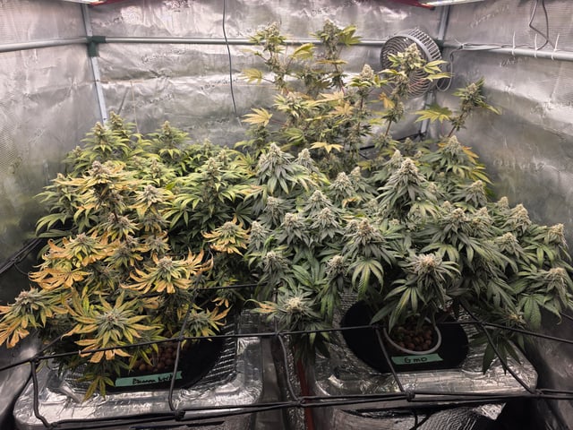 Grow #1 — flower, day 110