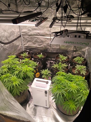 Master Kush — none, day 55