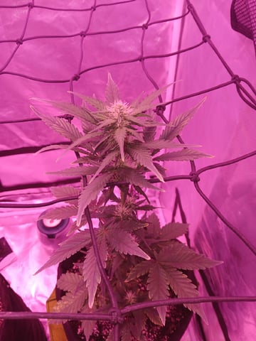 CountryG  — seedling_rooting, day 39