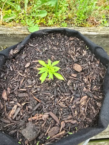 second year — seedling_rooting, day 46