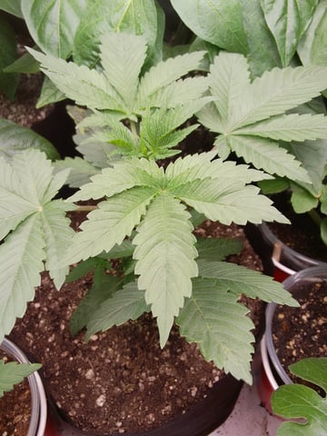 blue dream bag seed — vegetative, day 4