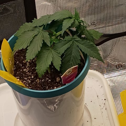 TentPlantLightFan — vegetative, day 26