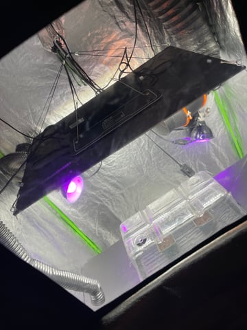 1st Ever Grow (GodFather OG) (Coco) — seedling_rooting, day 4