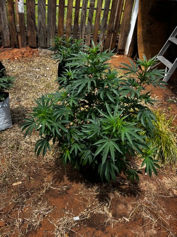 Outdoor Grow — vegetative, day 74