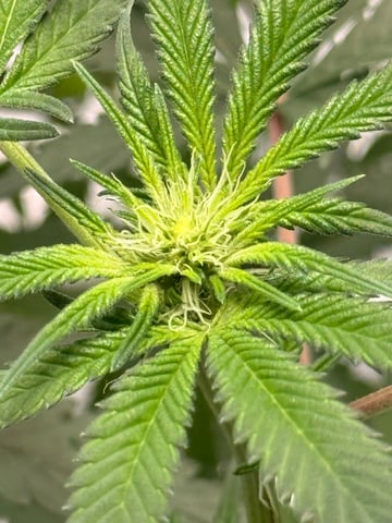 FIRST GROW EVER LETS GO!!! — flower, day 93