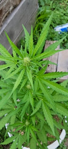 girl scout cookies (auto) — flower, day 50