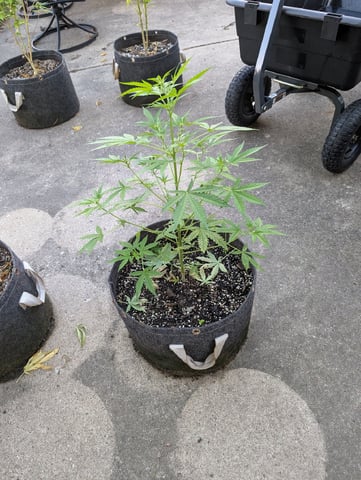 Gorilla Cookies Auto — vegetative, day 44
