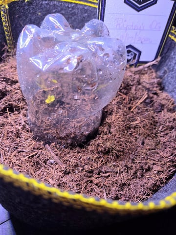 Ripley OG — seedling_rooting, day 5