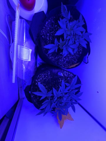 Gelly Mama and Sugar Tree — vegetative, day 52