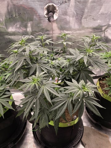  1 Blue Zushi x Venom & 1 Jack Here x Strawberry Cookies OG — flower, day 45