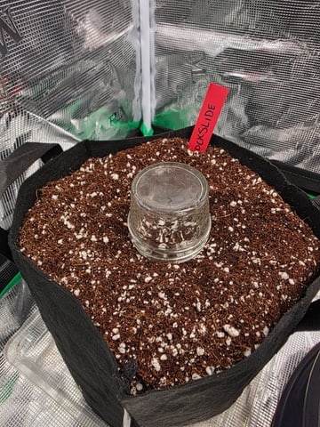 Sapphyre & Rockslide — germination, day 16