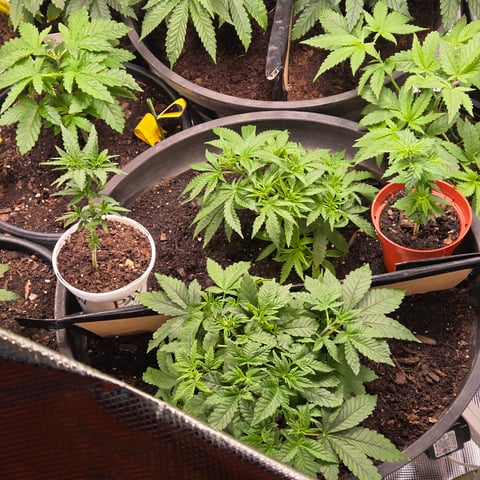 1st indoor grow 8 smaller plan t s — vegetative, day 31