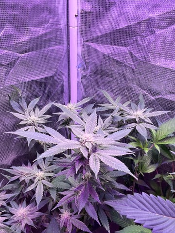 cherry pie clone  — flower, day 94