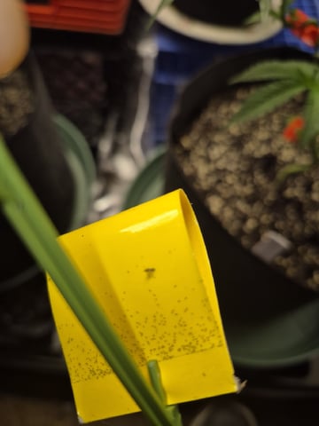 Grow 1 2026 Gelato Rainbow Sherbert  — vegetative, day 37