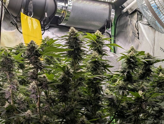 Golden Goat — flower, day 21