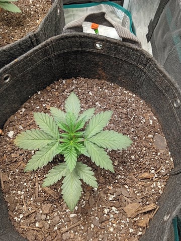 First Grow — vegetative, day 17
