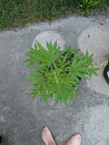 Gorilla Cookies Auto