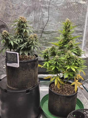 StrawZ (autoflower) — flower, day 78