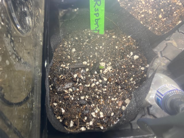 Auto Run #1 2025-2026 — seedling_rooting, day 4