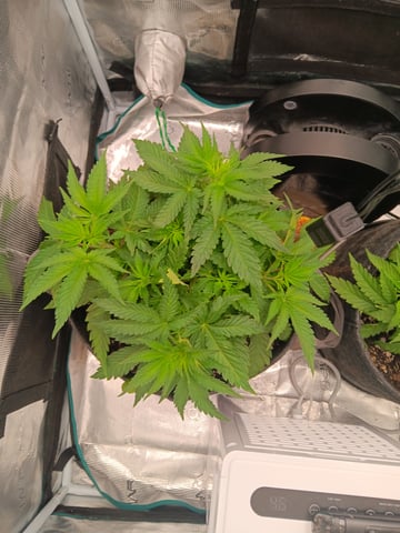 Master Kush — vegetative, day 26