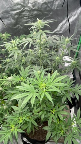 420 Fast Buds Mixed Pack — flower, day 46