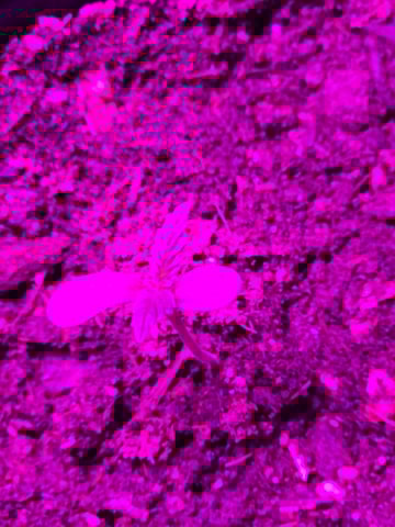 new start — seedling_rooting, day 1