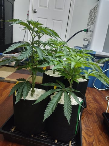 Mainely Genetics Micro Pheno Hunt — flower, day 40