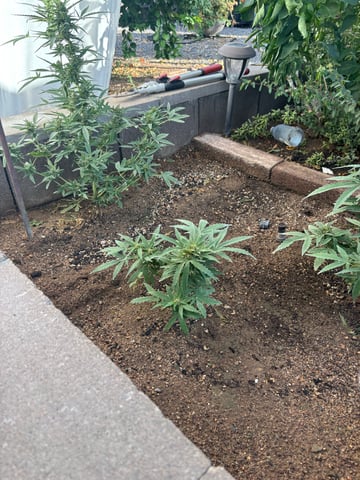 Fast Buds Auto And Special Queen Auto