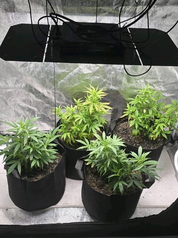 SBJ Clones — vegetative, day 42