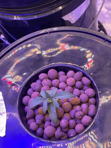 1st Ever Grow (Fat Bastard)(RDWC)  — seedling_rooting, day 18