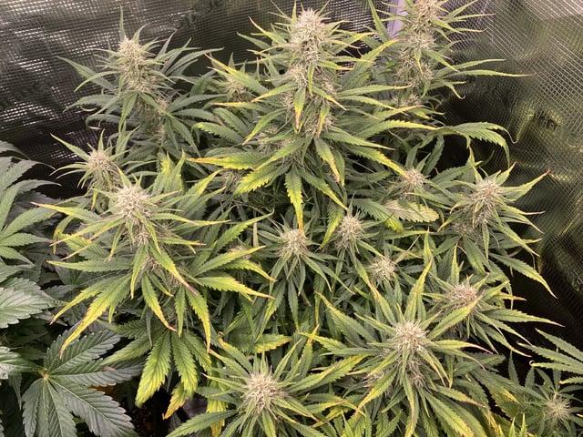 Auto Run #1 2025-2026 — flower, day 74