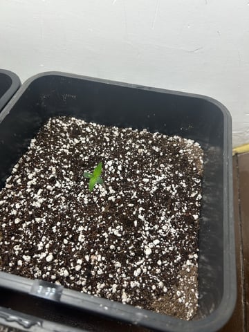 Northern Lights Auto x 4 — seedling_rooting, day 1
