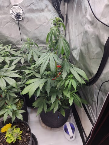 Mephisto Apple Crush and Pop tart OG in Nature's Living Soil.  — flower, day 38